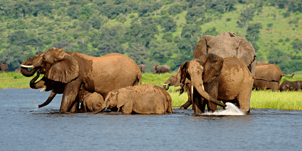 okavango4